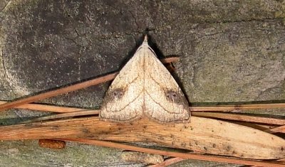 8404 Rivula propinqualis spotted grass moth August 9 2011 Camden - Knox Co - Me (1).JPG