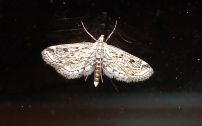 4764 Parapoynx allionealis Watermilfoil Leafcutter Moth August 8 2011 Camden - Knox Co - Me (14).JPG