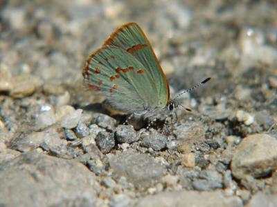 Early Hairstreak Greylock 5-28-2006 1.jpg