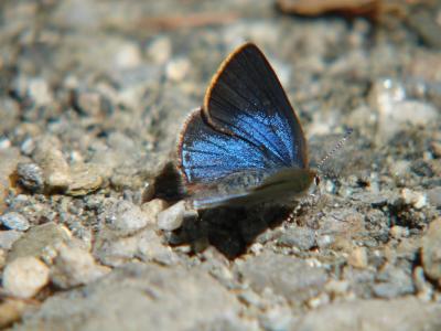 Early Hairstreak Dorsal_Greylock 5-28-2006 3.jpg