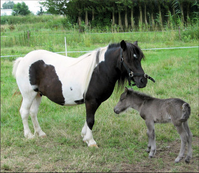 paardje met veulen