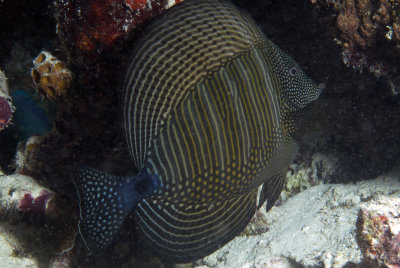 Maldives 2011 199.JPG