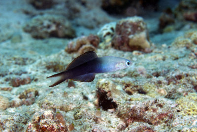 Maldives 2011 193.JPG