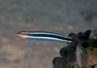 Maldives 2011 176.jpg