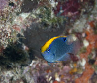 Maldives 2011 153.JPG