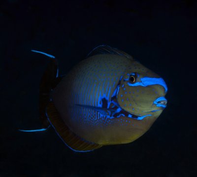 Maldives 2011  17.jpg