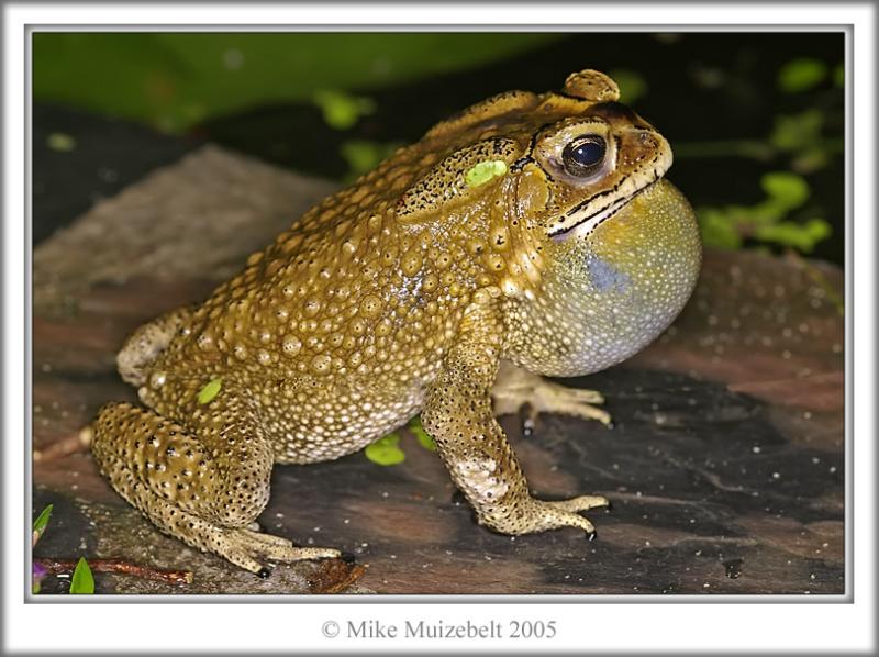 I have a frog in my throat by Mousehill