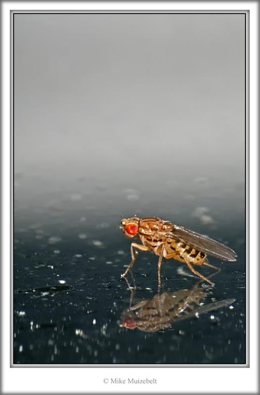 FruityFly by Mousehill