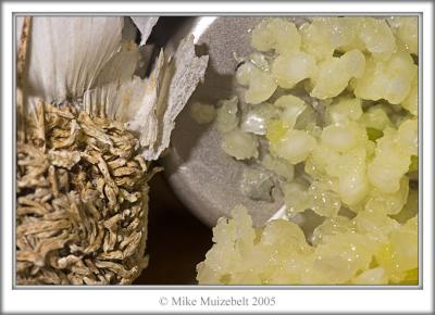 Garlic press by Mousehill