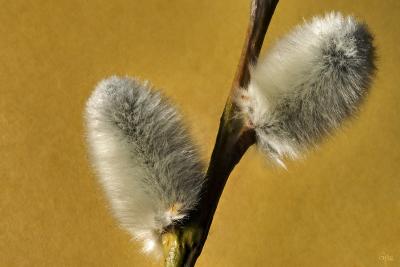 HM #2:  More Willow Catkins