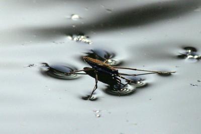 Walking on Water