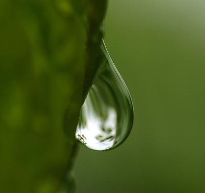 Hanging Droplet. by Chris