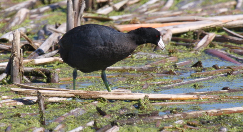 American Coot