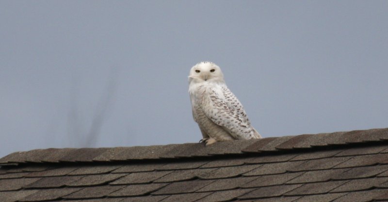 Snowy Owl