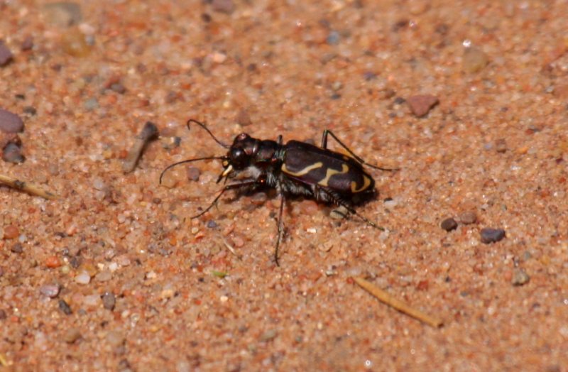 Oblique-lined Tiger Beetle