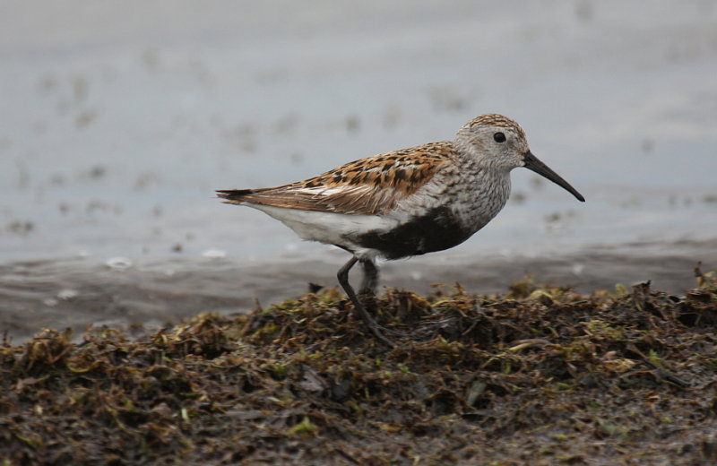 Dunlin