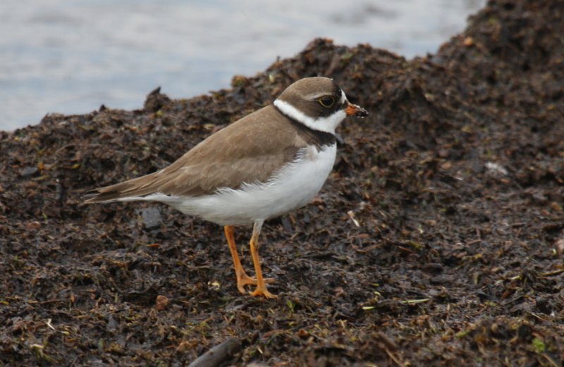 Semipalmated Plover