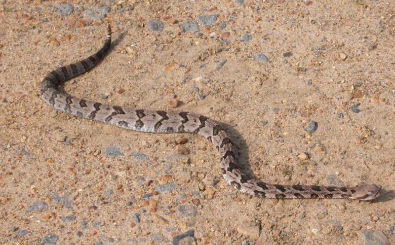 Timber rattlesnake