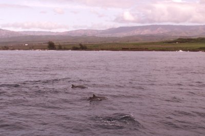 Spinner dolphins