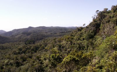 Canopy