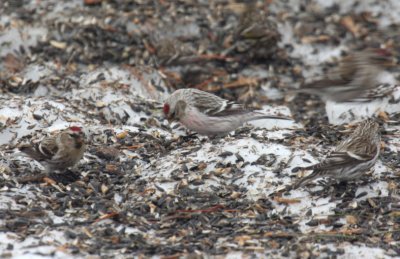 Hoary Redpoll