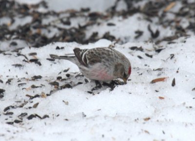 Hoary Redpoll