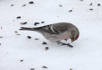 Hoary Redpoll