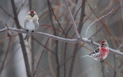 Common Redpolls