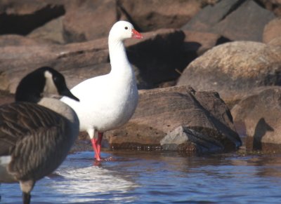 Ross's Goose