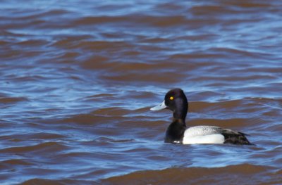 Lesser Scaup