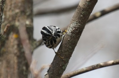 Black-and-white Warbler