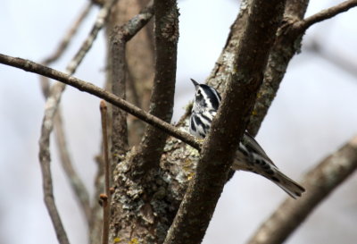 Black-and-white Warbler