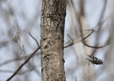 Black-and-white Warbler