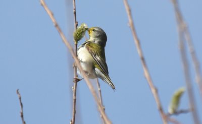 Tennessee Warbler