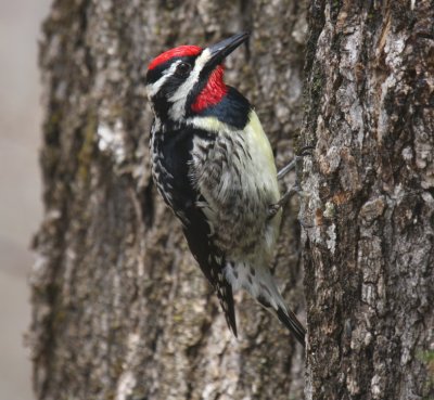 Yellow-bellied Sapsucker