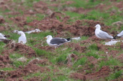 Lesser Black-backed Gull - Bayfield Co. WI