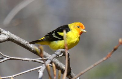 Western Tanager - WI