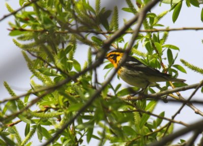 Blackburnian Warbler