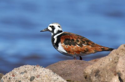 Ruddy Turnstone