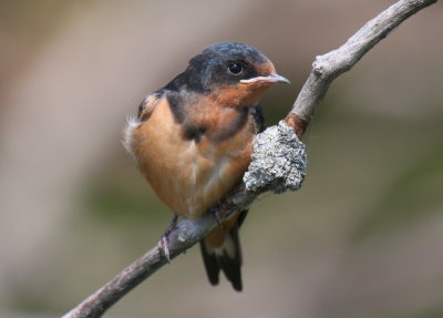 Barn Swallow