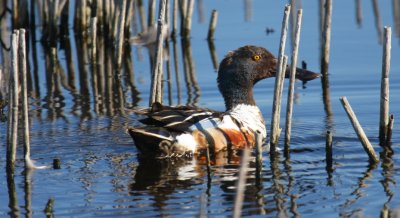 Northern Shoveler