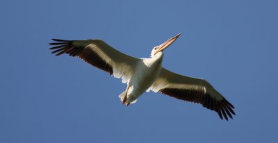 American White Pelican