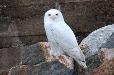 Snowy Owl