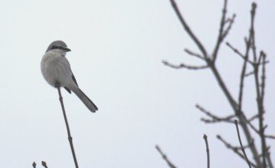 Northern Shrike