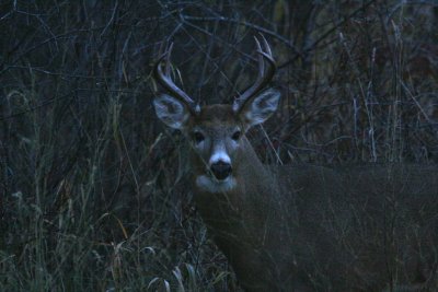 White-tailed Deer