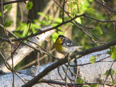 Sutton's Warbler