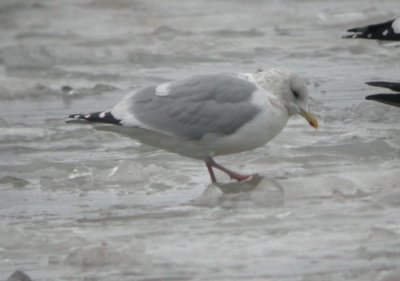 Thayers Gull