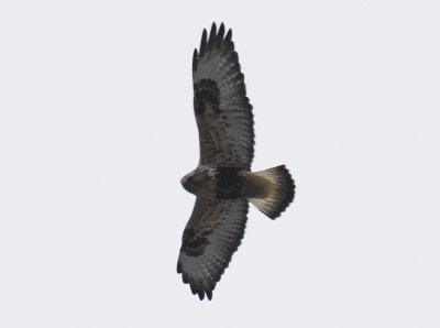 Rough-legged Hawk