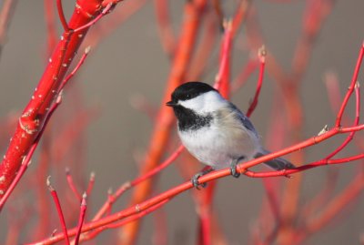 Chickadees, Titmice, Nuthatches, Creeper
