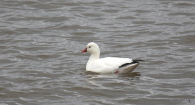 Ross's Goose